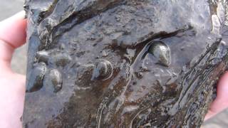 Sangsues à marée basse  Leeches at low tide [upl. by Laamaj573]