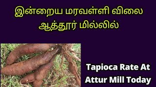 இன்றைய மரவள்ளி விலை ஆத்தூர் மில்லில் [upl. by Kelam653]