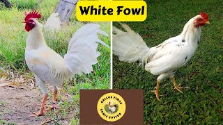 White Fowl  White Rooster [upl. by Allanson198]