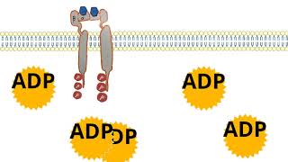 tyrosine kinase insulin receptor [upl. by Llerol]