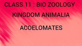 Acoelomates  Kingdom Animalia  Class 11  Bio Zoology  Tamil [upl. by Chery651]