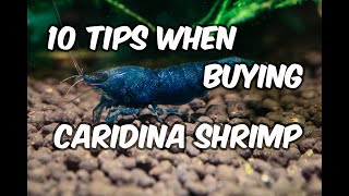 The Top 10 Things You Need to Know Before Buying Caridina Shrimp [upl. by Ardnaiek]