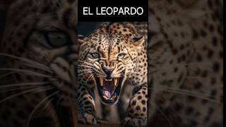 LEOPARDO  Grandes Felinos del planeta León tigre puma guepardo leopardo [upl. by Eornom]