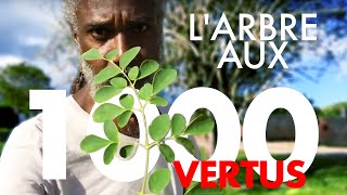 LARBRE AUX 1000 VERTUS  ARBRE DE VIE  La Tête et Le Corps [upl. by Madella116]