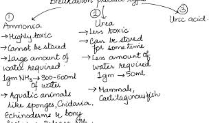 AMMONOTELISM UREOTELISM AND URICOTELISM HUMAN PHYSIOLOGY CH19 PART 2 ISCCBSE 11 [upl. by Ashia]