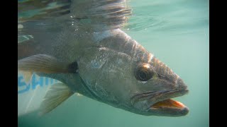 The Incredible Bulk  Mulloway of Australia  SL [upl. by Ibrad165]