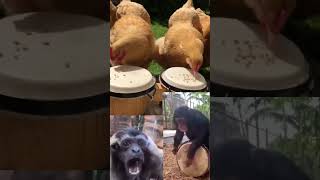 The Ultimate Animal Drumming Session Chickens Chimpanzee and a Monkey Jam [upl. by Tterrej]