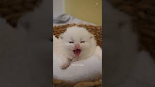 Cute Cats 🥰😻😻💕 cute cats catshorts kitten dailypets meow catsofhorts shorts [upl. by Meraree137]