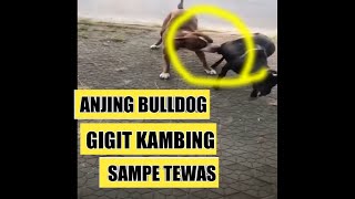 ANJING BULLDOG VS KAMBING HITAM [upl. by Godspeed501]