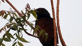 Birds Calls amp Sounds  Greater Coucal [upl. by Furie]