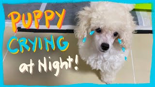 How I stop my puppy from crying at night  Realtime puppy training Winter Series The Poodle Mom [upl. by Aimal]