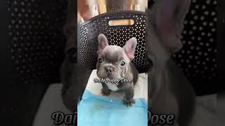 Cutest Puppy Moments That Will Make You Say OMG ❤️ Episode 9 shorts cutedogs puppy doggo [upl. by Erodeht]