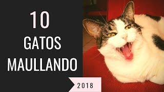 10 gatos maullando mucho y fuertePara molestar a tu gato o perro HD Sound Effect [upl. by Ecadnak]