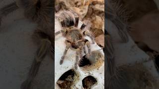 Chaco Golden Knee Tarantula Grammostola Pulchripestarantula wildlife shorts [upl. by Camilla151]