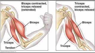 Sémiologie1er cours  Etude de la motricité  de la force musculaire  du tonus et de la marche [upl. by Dikmen41]