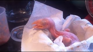 How to Feed a Baby Toco Toucan [upl. by Itoc]