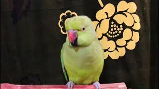 talking parrot happy mode on eid day very nice [upl. by Yddub1]