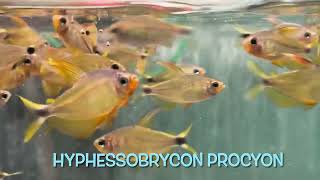 Hyphessobrycon procyon [upl. by Beatrisa]