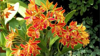 Experience the Splendor of Autumn Orchids Unique Blooms amp Enchanting Scents 2024quot [upl. by Murrell38]