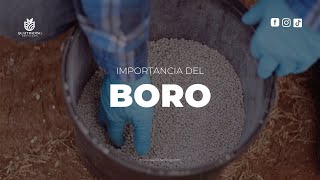 IMPORTANCIA DE EL BORO EN LA AGRICULTURA  QUATTRADING SERVICES [upl. by Dorehs]