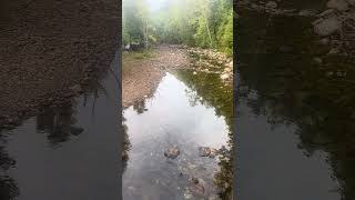 Shavers Fork Bowden WV fishing troutfishing trout drought fish westvirginia [upl. by Bouzoun]