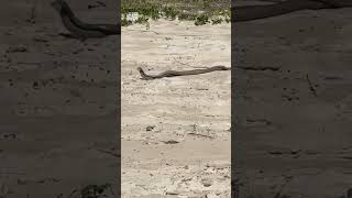 Eastern brown snakes beach brawl [upl. by Aehsat]