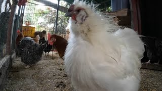 Backyard Chickens 2 Hour Long Continuous Sounds Noises Hens Clucking Roosters Crowing [upl. by Zobkiw]