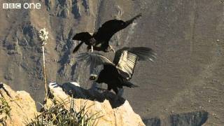 Condor Teaches Youngster to Fly Narrated by David Tennant  Earthflight  BBC [upl. by Annnora]