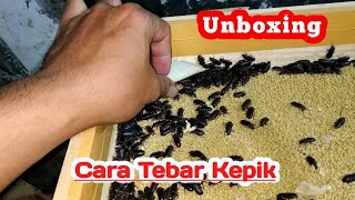 Unboxing Kepik Ulat hongkong amp Cara Menebar Kepik Ke Media Bertelur [upl. by Brant]