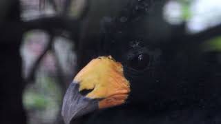 Black Curassow ♂amp♀︎ 4K [upl. by Eade194]