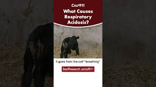 What causes respiratory acidosis in newborn calves beefcattle calving calf911 [upl. by Selegna454]