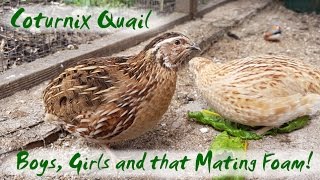 The Difference Between Male and Female Coturnix Quail  Japanese Quail Mating Foam [upl. by Artkele]