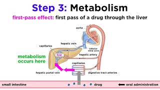 Pharmacokinetics How Drugs Move Through the Body [upl. by Martell689]