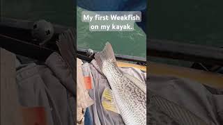 My First Weakfish On My Kayak Caught it on my homemade jig too fishing fishingvideo capecod [upl. by Aivek899]