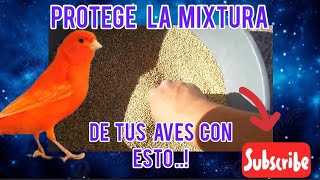 Como mantener alpiste para aves libre de insectos aviario [upl. by Eshelman]