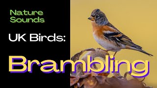 Brambling UK Birds  Do you the sound of this Bird Bird Song Identifier Bird Call Nature Sounds [upl. by Mensch]