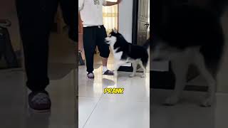 THIS DOG MADE FUN OF HIS OWNER 🤯 [upl. by Verdie]