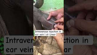 Intravenous injection in ear vein l dr Umar khan [upl. by Picco]