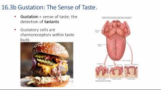 Chapter 16 part 2 Chemoreception [upl. by Sherwin]