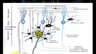 Cerebelo Configuración Interna  Histología y Núcleos Cerebelosos [upl. by Gnal264]