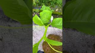 ആകാശ വെള്ളരി ദാ ഇവിടെവരെ Akasha VellariGiant Granadilla Passiflora quadrangularisplanthunting [upl. by Aundrea]