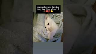 अब क्या newsong trending hindisong youtubeshorts catvideos shortsviral funny lovestatus cat [upl. by Nisay377]