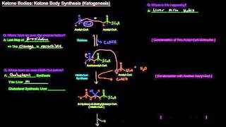 Ketone Bodies Part 2 of 4  Ketone Body Synthesis  Ketogenesis [upl. by Rimisac922]