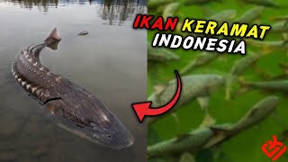 IKAN DEWA Misteri Ikan Keramat Di Indonesia SIDUL TUBE [upl. by Ydnik289]