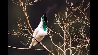 Barethroated Bellbird being very Noisy [upl. by Eednac]