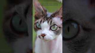 Cornish Rex Cats The Hypoallergenic Cat [upl. by Harilda]