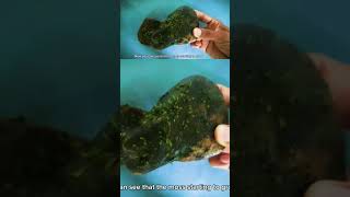 How to grow java moss on driftwoodsstones yogurt method dry start javamoss aquarium aquascape [upl. by Artenahs]