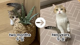 KITTEN growing up 고양이가 마음을 여는 과정 Shy kitten becoming brave cat [upl. by Dott]