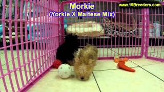 Morkie Puppies For Sale In Butte Silver Bow Montana MT Helena Havre Kalispell [upl. by Gefell926]