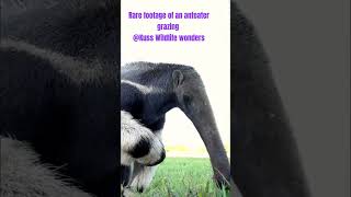 Watch this anteater in action Kuss Wildlife wonders [upl. by Ekul844]